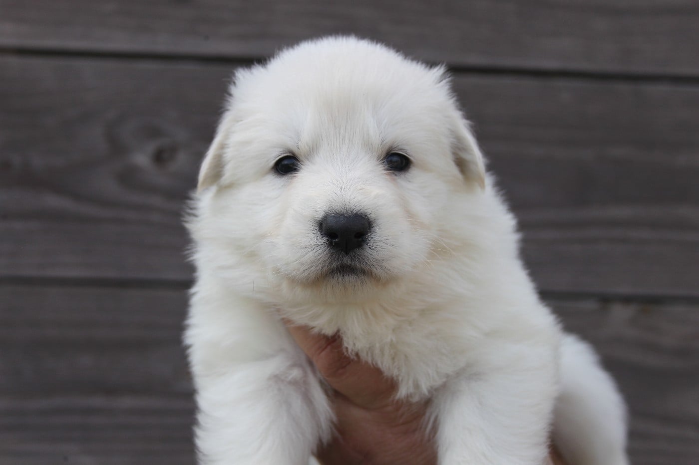 Collier Violet - Berger Blanc Suisse