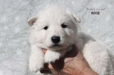 Les chiots de Berger Blanc Suisse