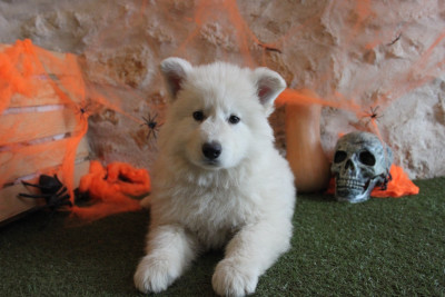 Les chiots de Berger Blanc Suisse