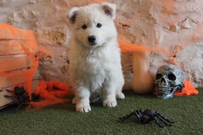 Les chiots de Berger Blanc Suisse