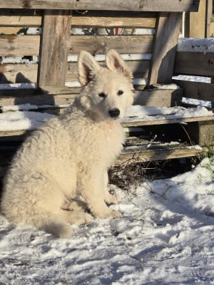 Les chiots de Berger Blanc Suisse