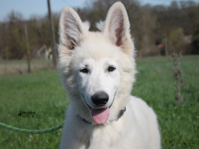 Les chiots de Berger Blanc Suisse