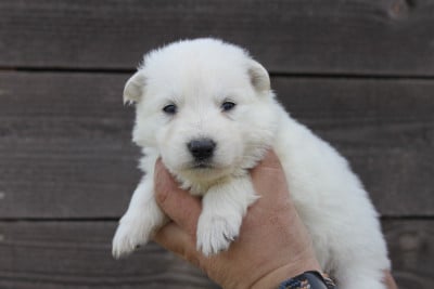Les chiots de Berger Blanc Suisse
