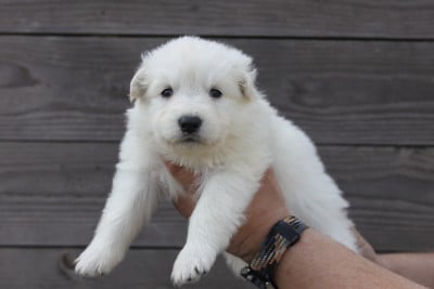 Les chiots de Berger Blanc Suisse