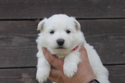 Les chiots de Berger Blanc Suisse