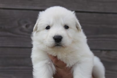 Les chiots de Berger Blanc Suisse