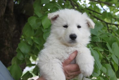 Les chiots de Berger Blanc Suisse