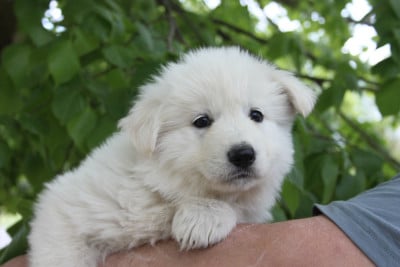 Les chiots de Berger Blanc Suisse