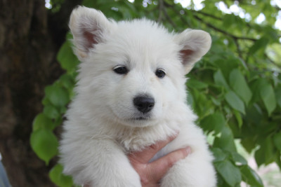 Les chiots de Berger Blanc Suisse