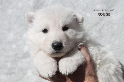 Les chiots de Berger Blanc Suisse