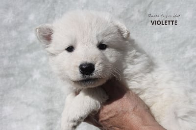 Les chiots de Berger Blanc Suisse