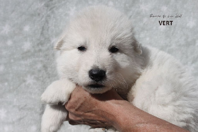 Les chiots de Berger Blanc Suisse