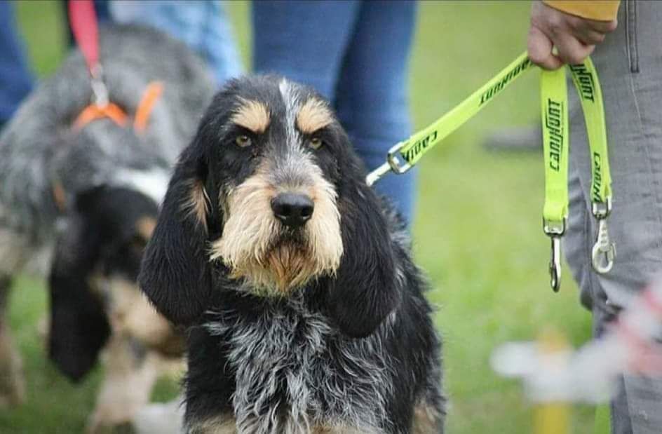 Publication : Des Carrières Gauloises