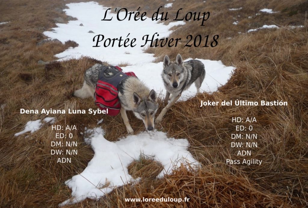 Chien Loup Tchecoslovaque Polytrans