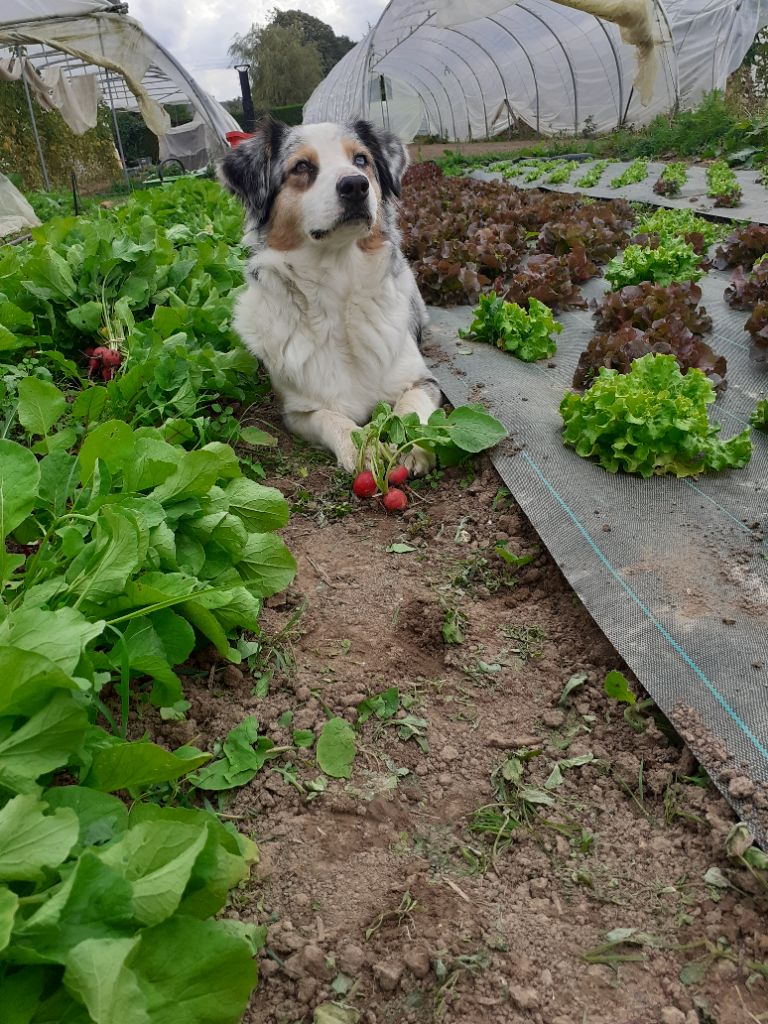 Publication : (Sans Affixe)