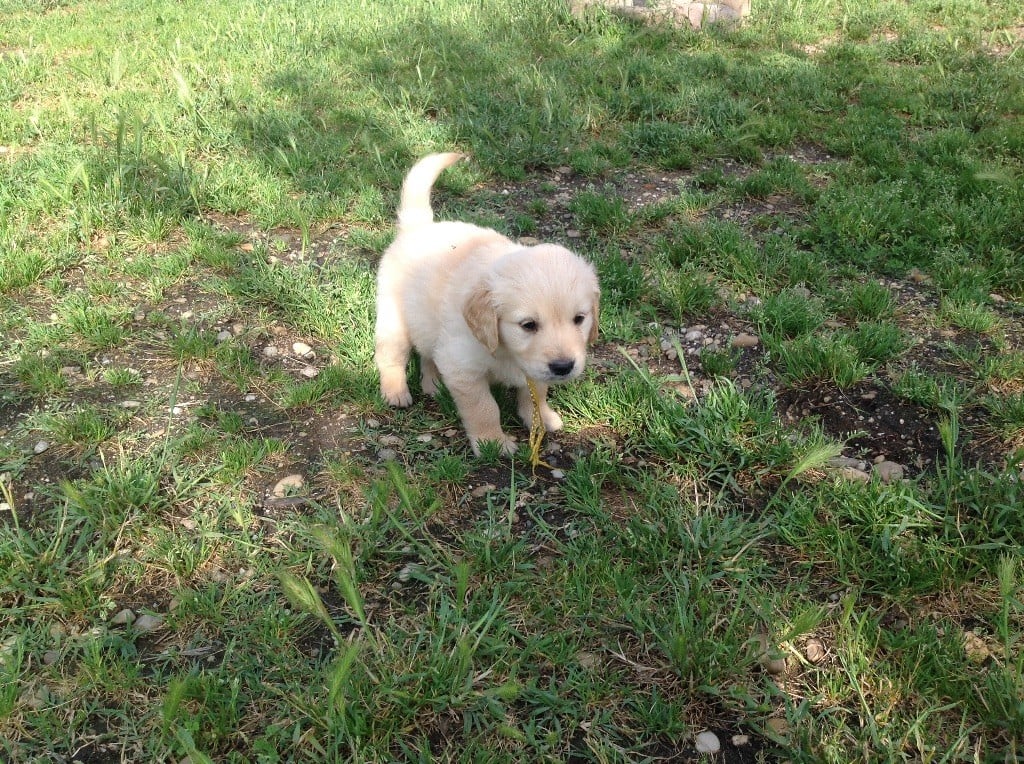 ORUS - Golden Retriever