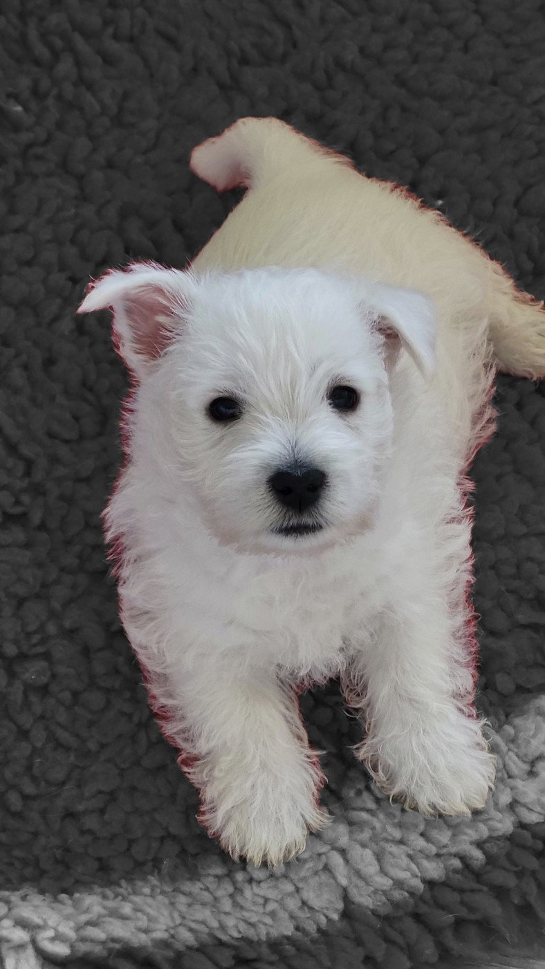 BBOY ou baby love pour les intimes