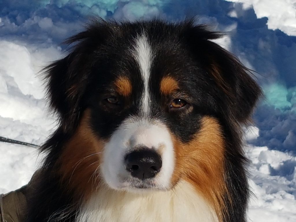 Accueil Elevage Du Domaine De Valimi Eleveur De Chiens Berger 