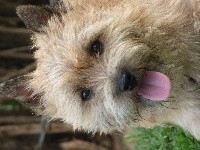 Étalon Cairn Terrier - Du Void Des Rouges Terres Milka