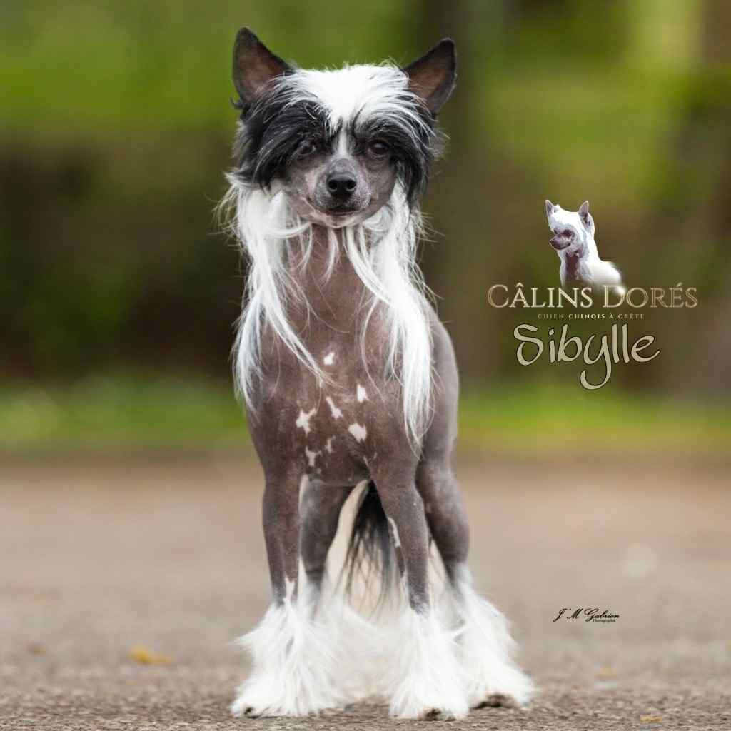 Publication : Des Câlins Dorés