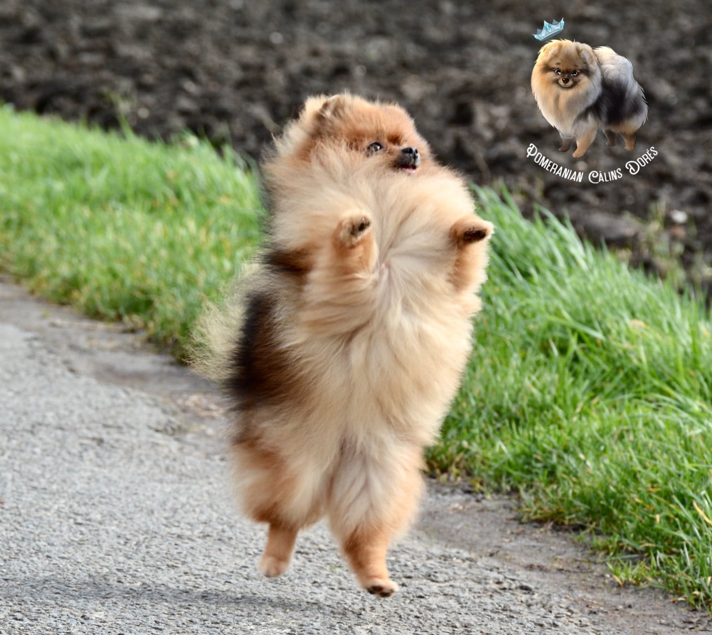 Publication : Des Câlins Dorés