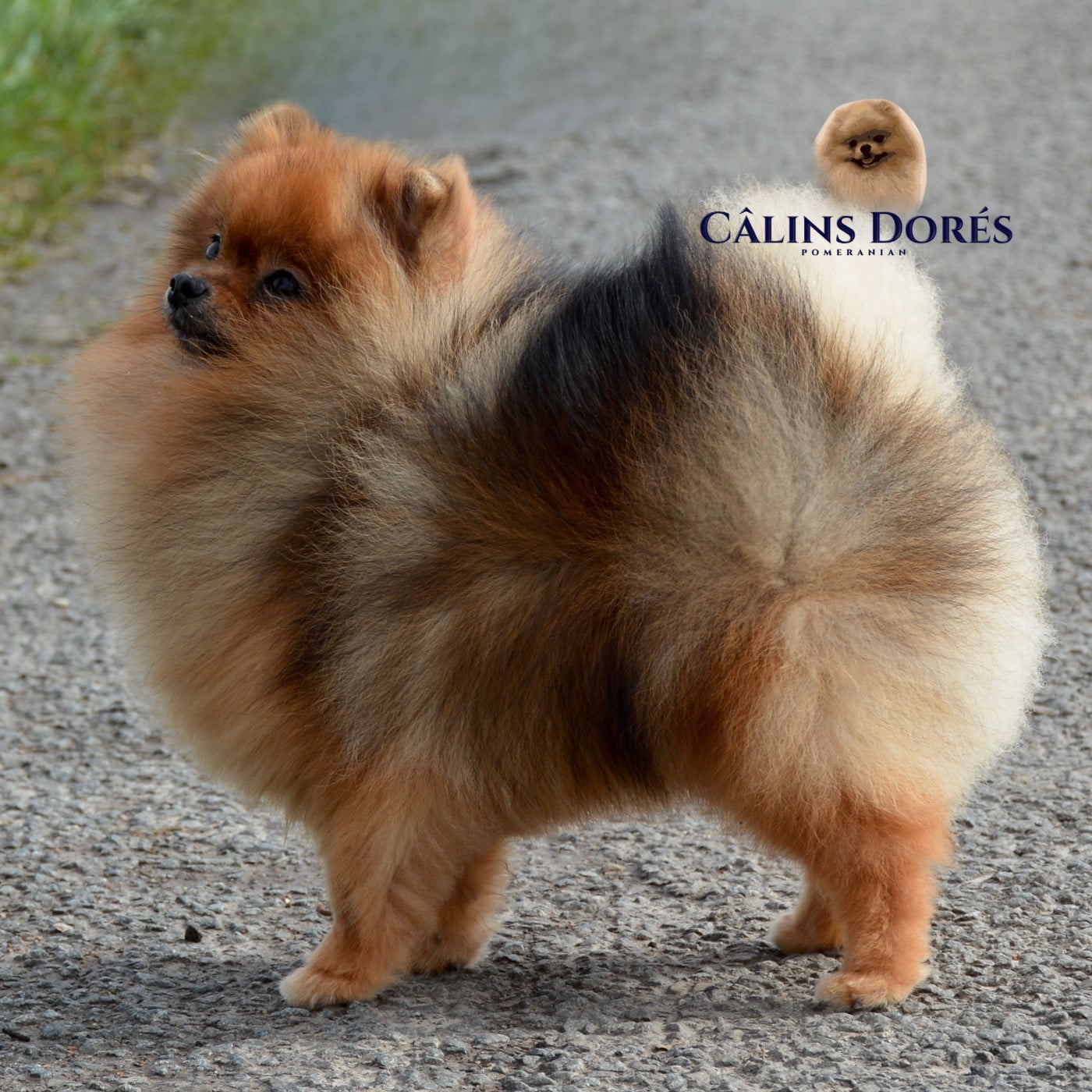 Publication : Des Câlins Dorés