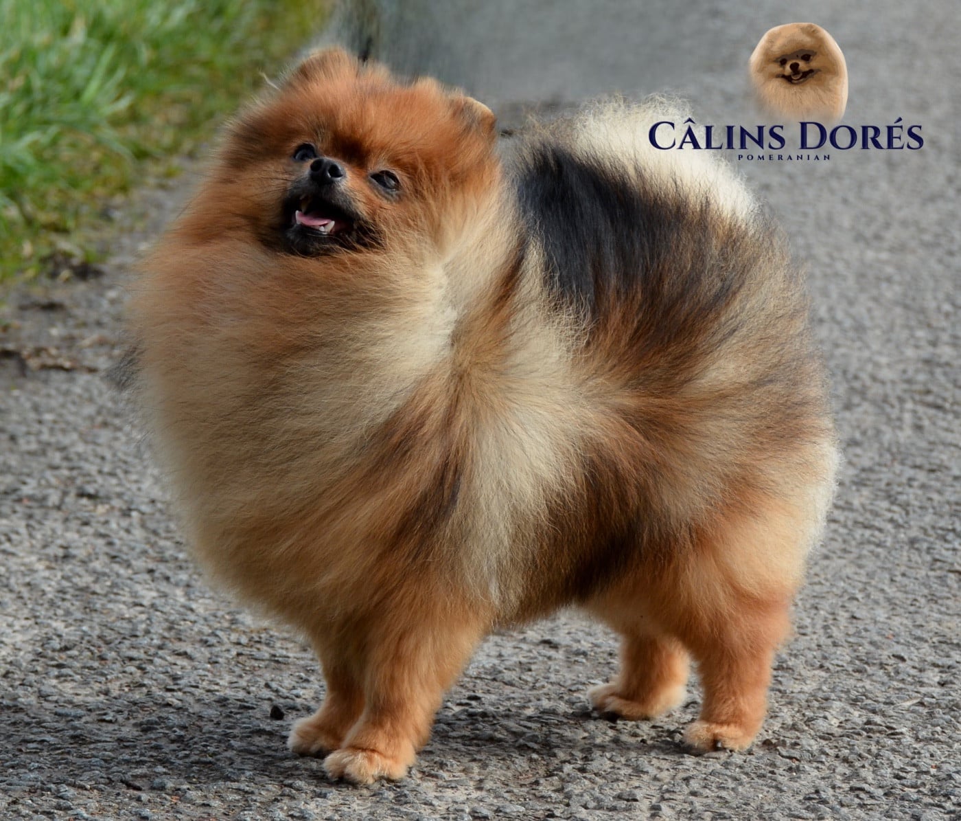 Publication : Des Câlins Dorés