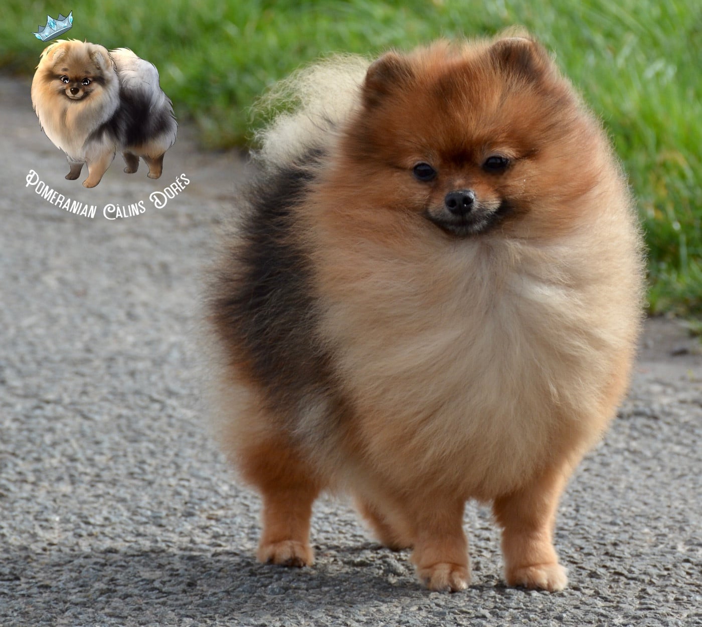 Publication : Des Câlins Dorés