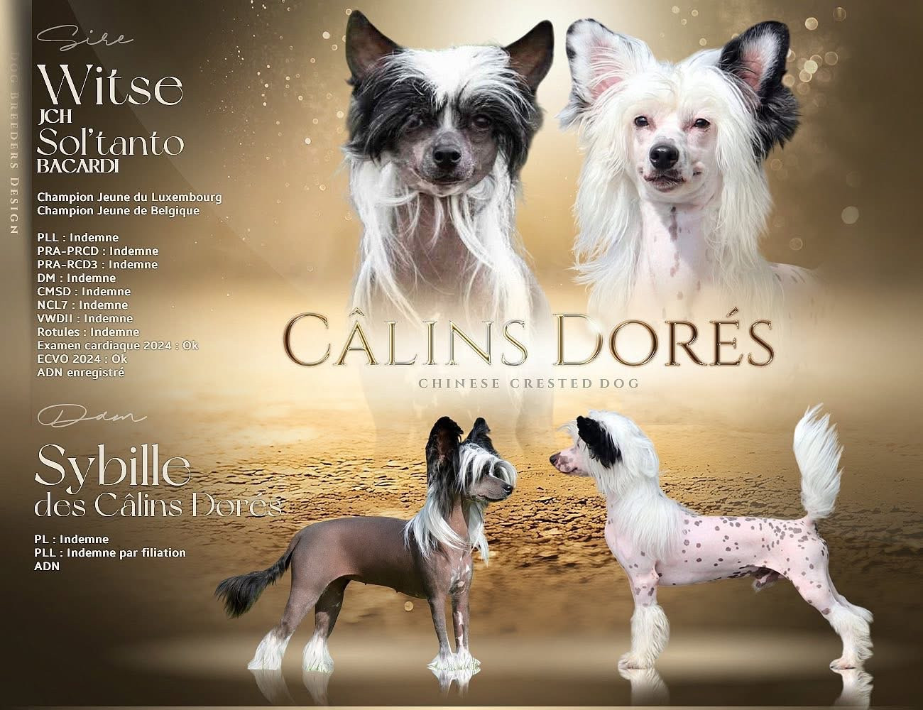 Publication : Des Câlins Dorés