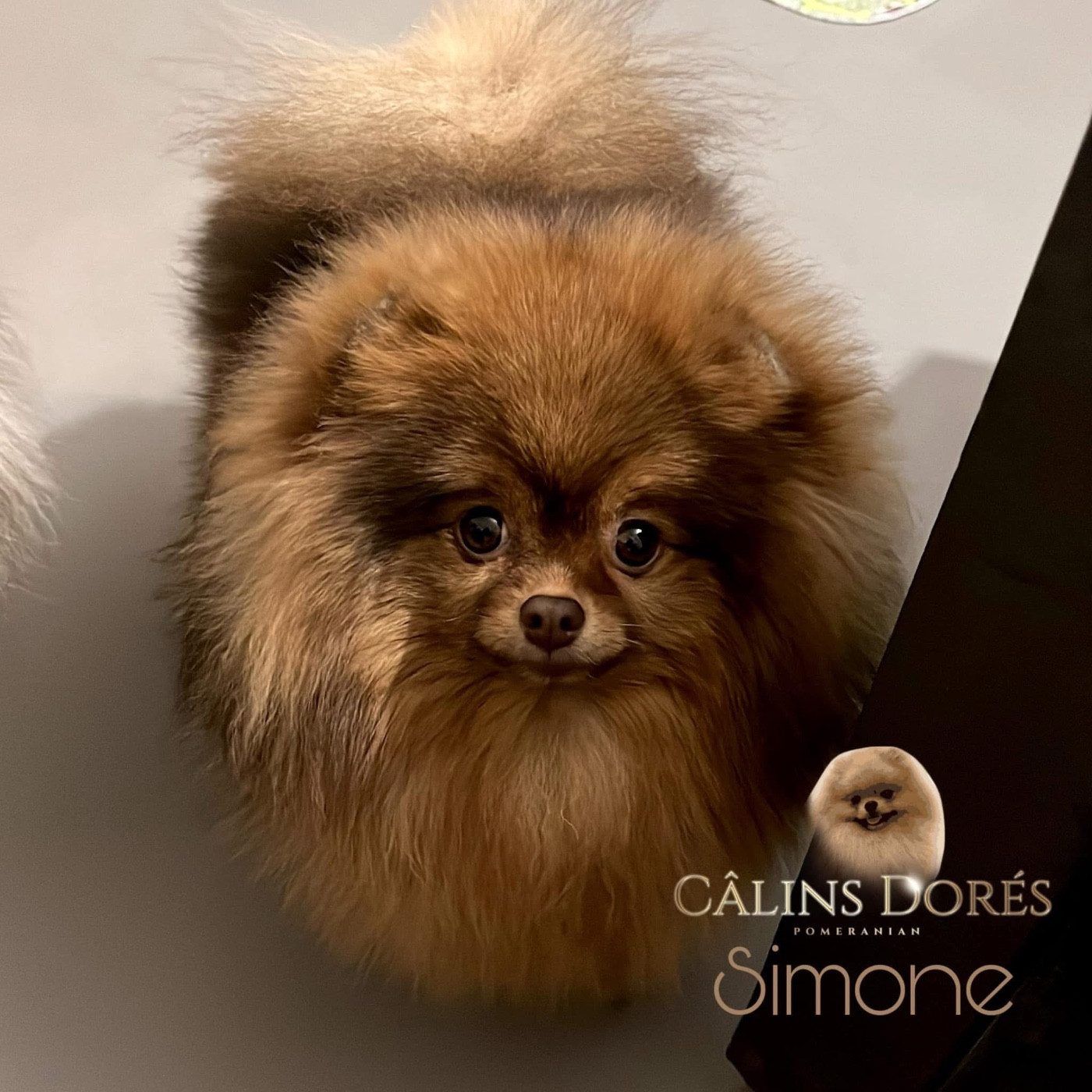 Publication : Des Câlins Dorés
