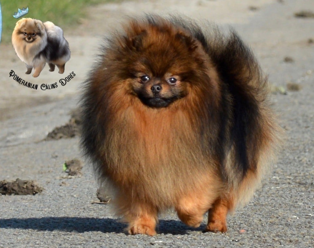 CH. foxy nose Umar red