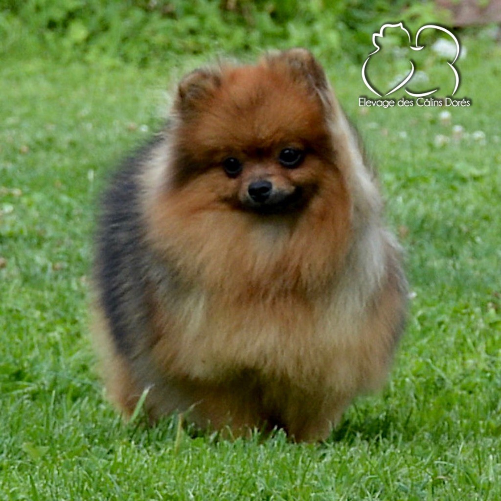 Votre altesse valya Des Câlins Dorés