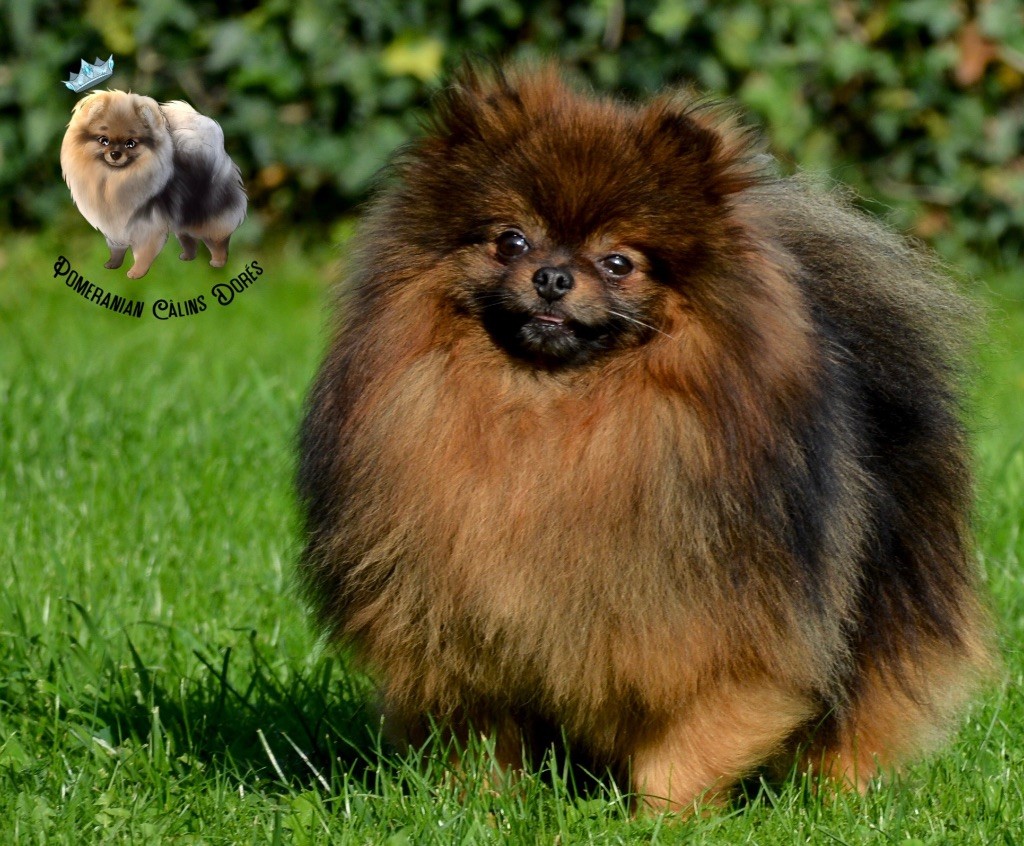 CH. foxy nose Umar red