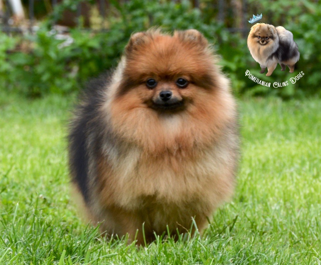 Votre altesse valya Des Câlins Dorés