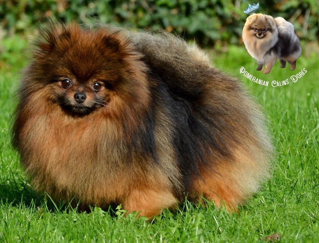 CH. foxy nose Umar red