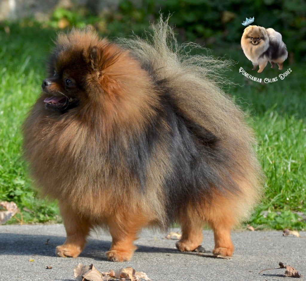 CH. foxy nose Umar red