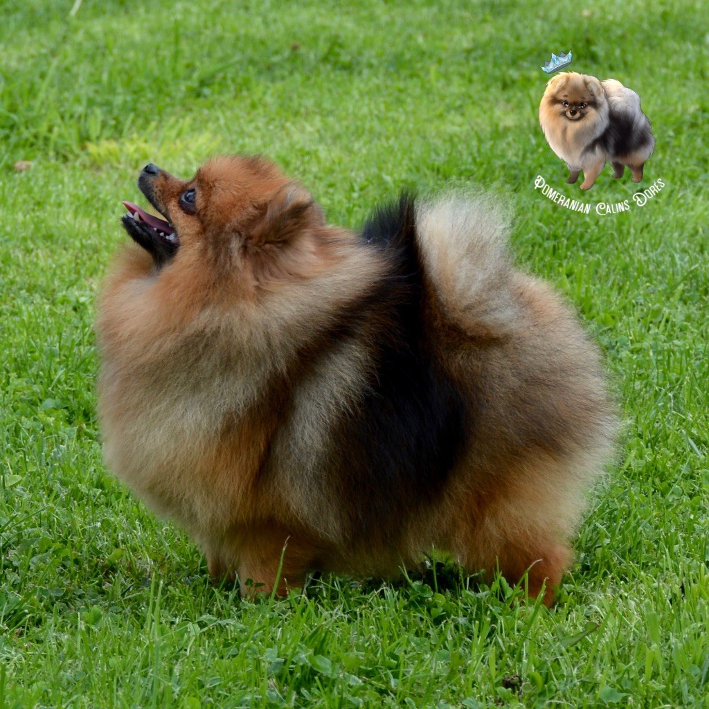 Votre altesse valya Des Câlins Dorés