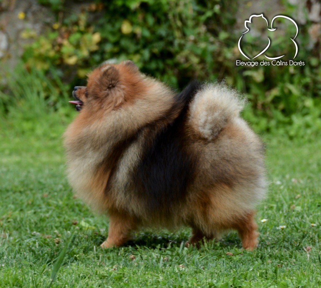 Votre altesse valya Des Câlins Dorés
