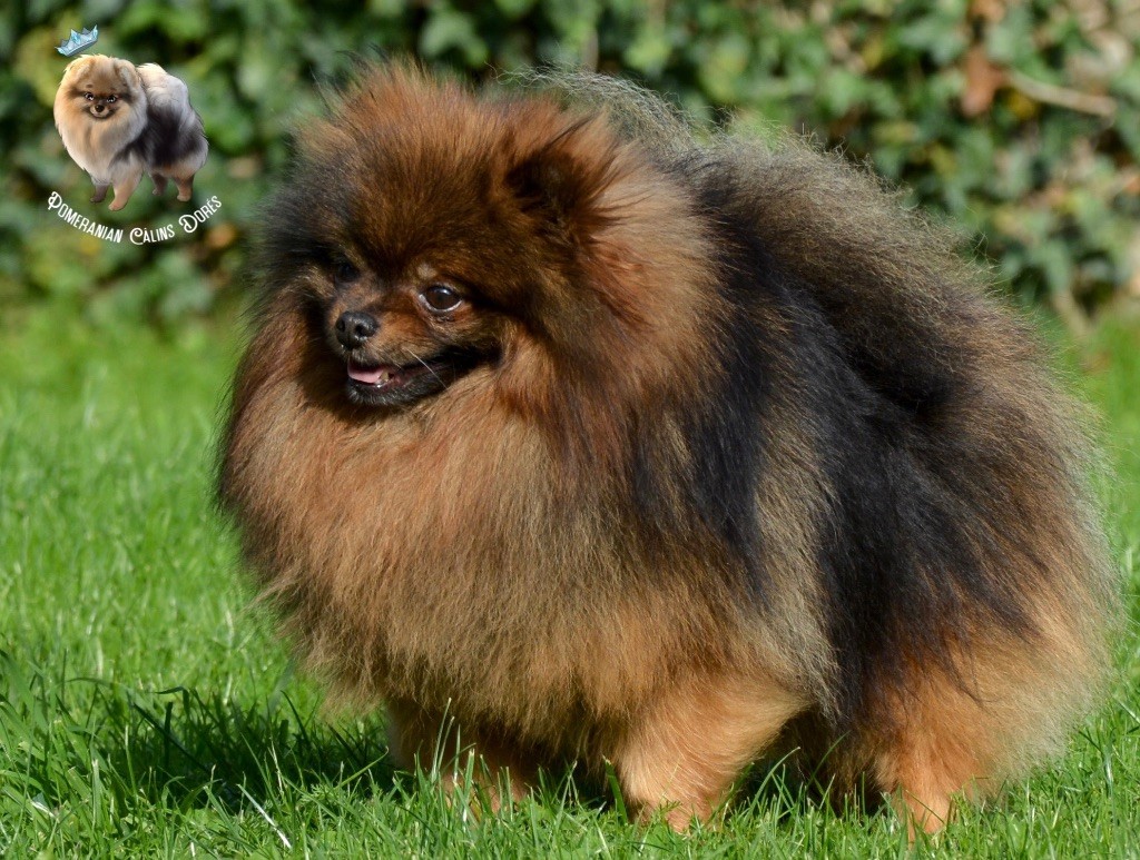 CH. foxy nose Umar red