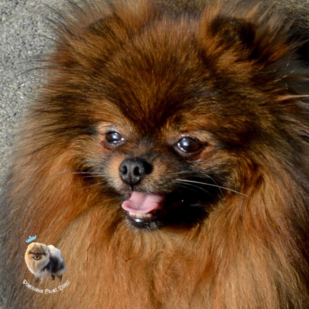 CH. foxy nose Umar red