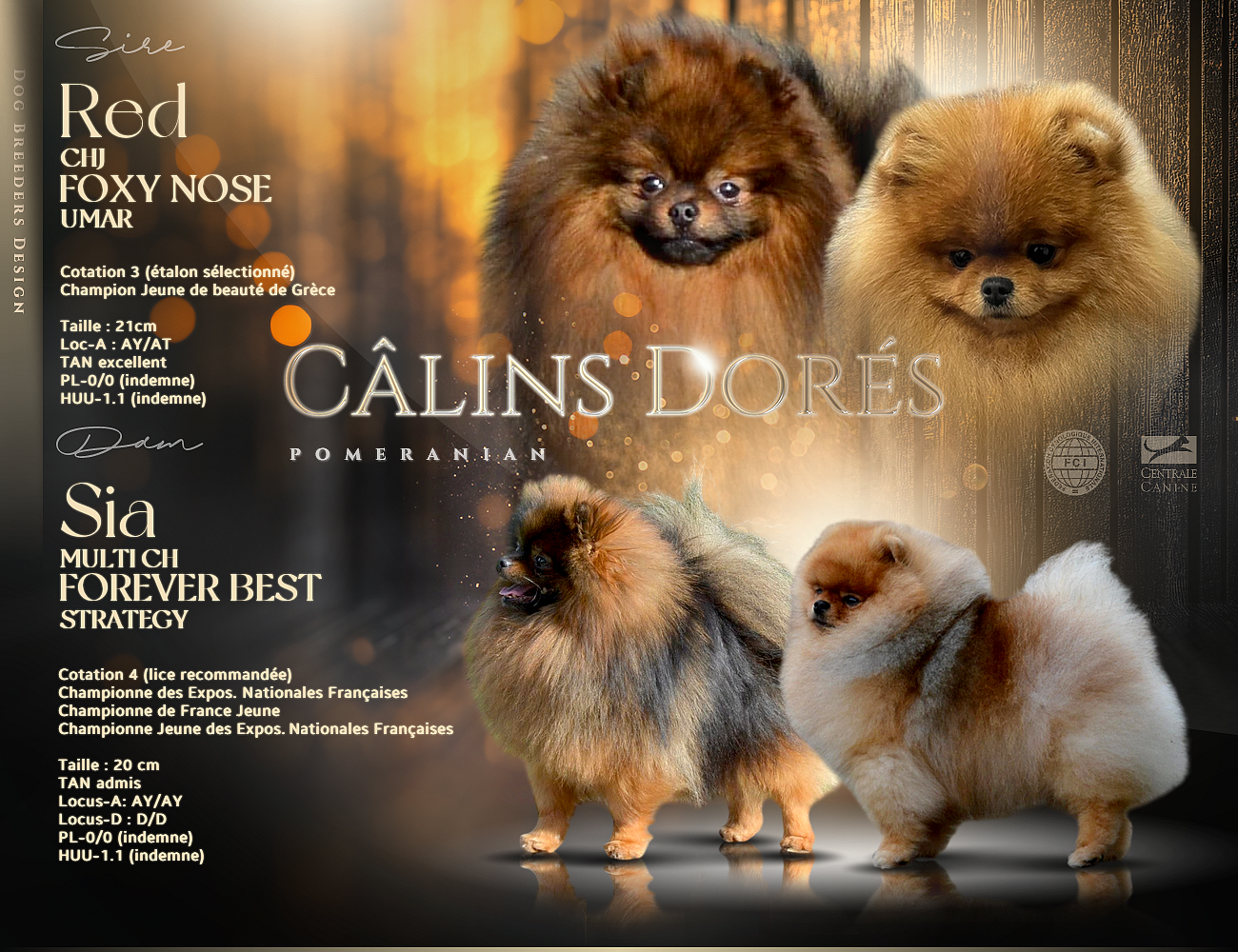 Spitz allemand - Des Câlins Dorés