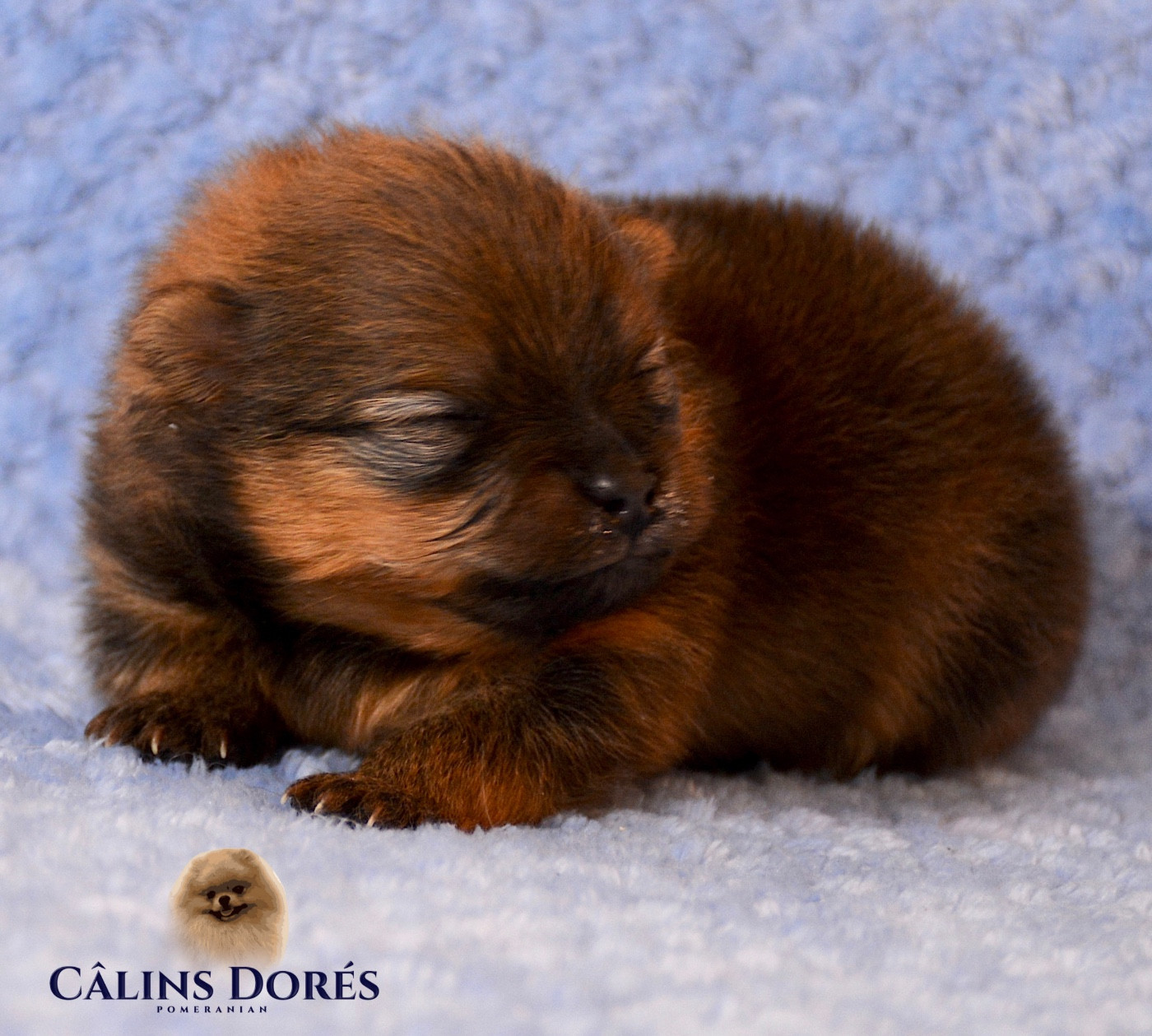 Bree Des Câlins Dorés