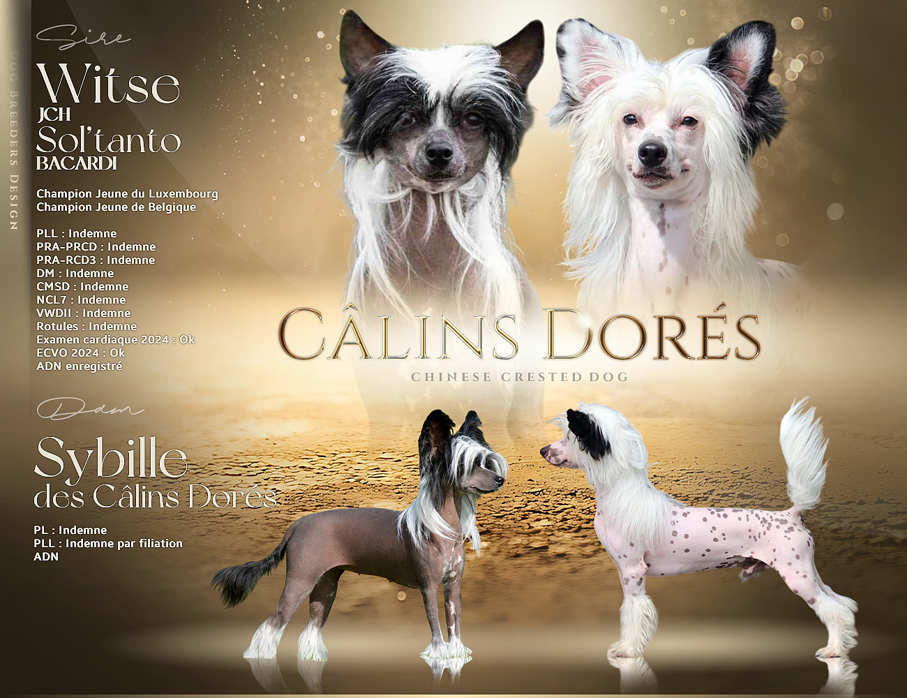 Chien chinois à crête - Des Câlins Dorés