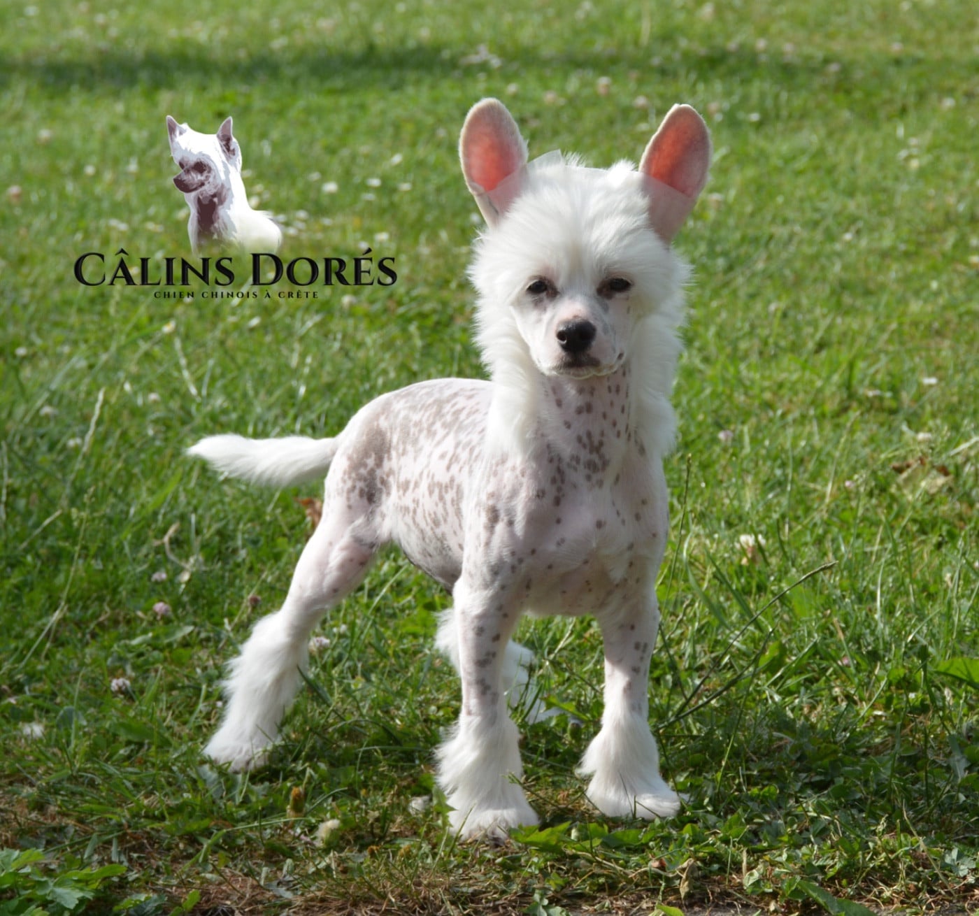 Bogosse des Câlins Dorés