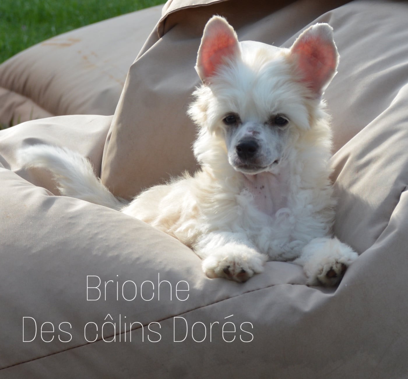 Brioche des Câlins Dorés