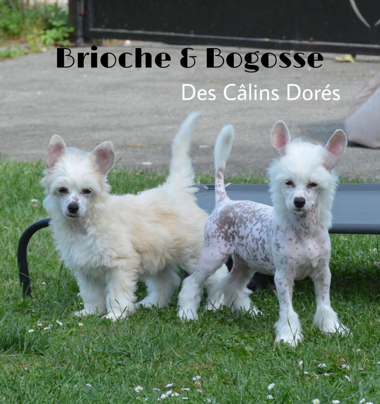 Brioche des Câlins Dorés