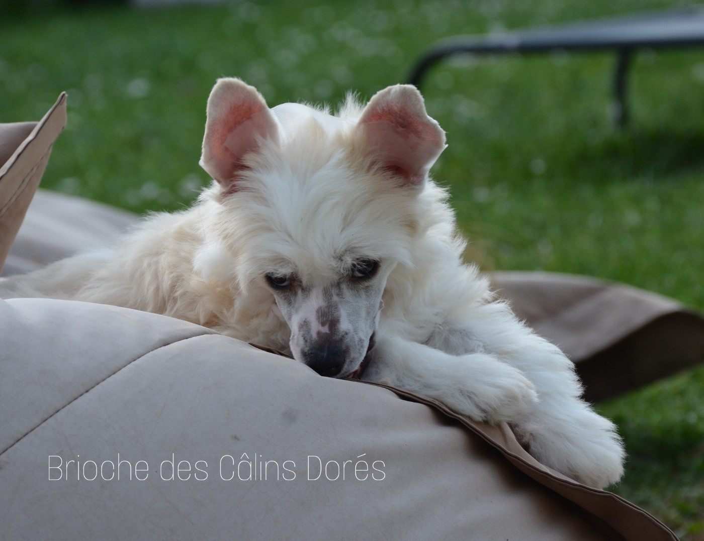 Brioche des Câlins Dorés