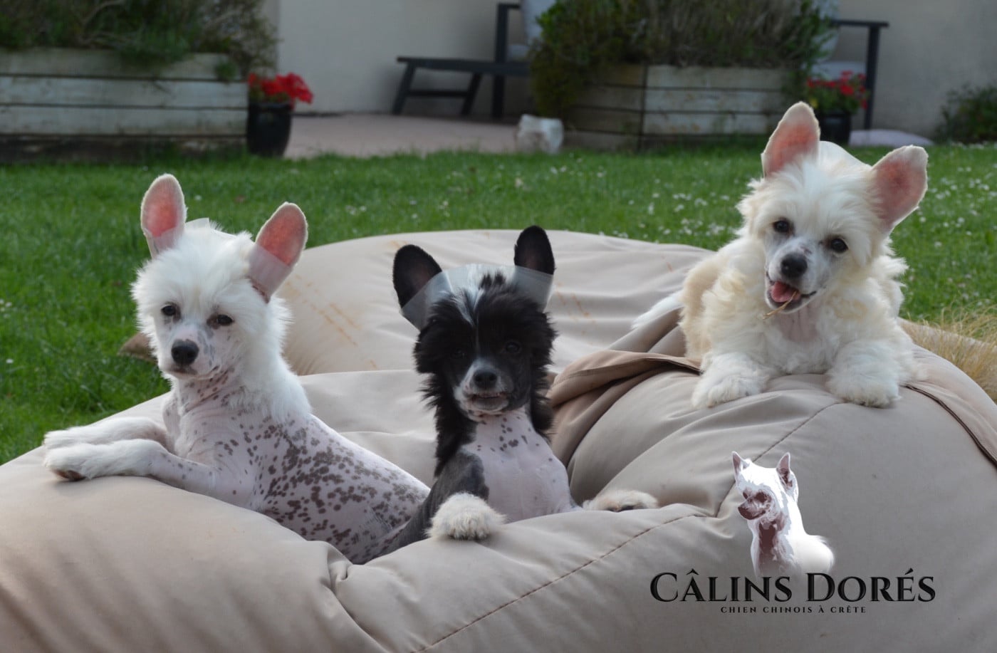 Chien chinois à crête - Des Câlins Dorés