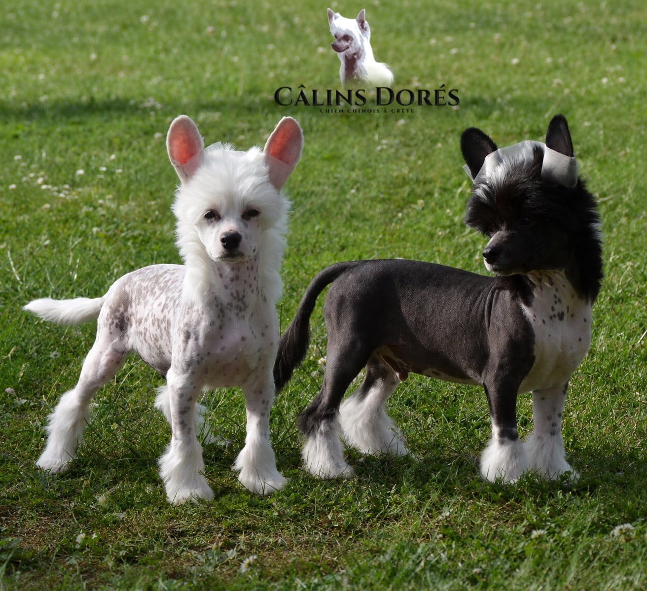 Chien chinois à crête - Des Câlins Dorés