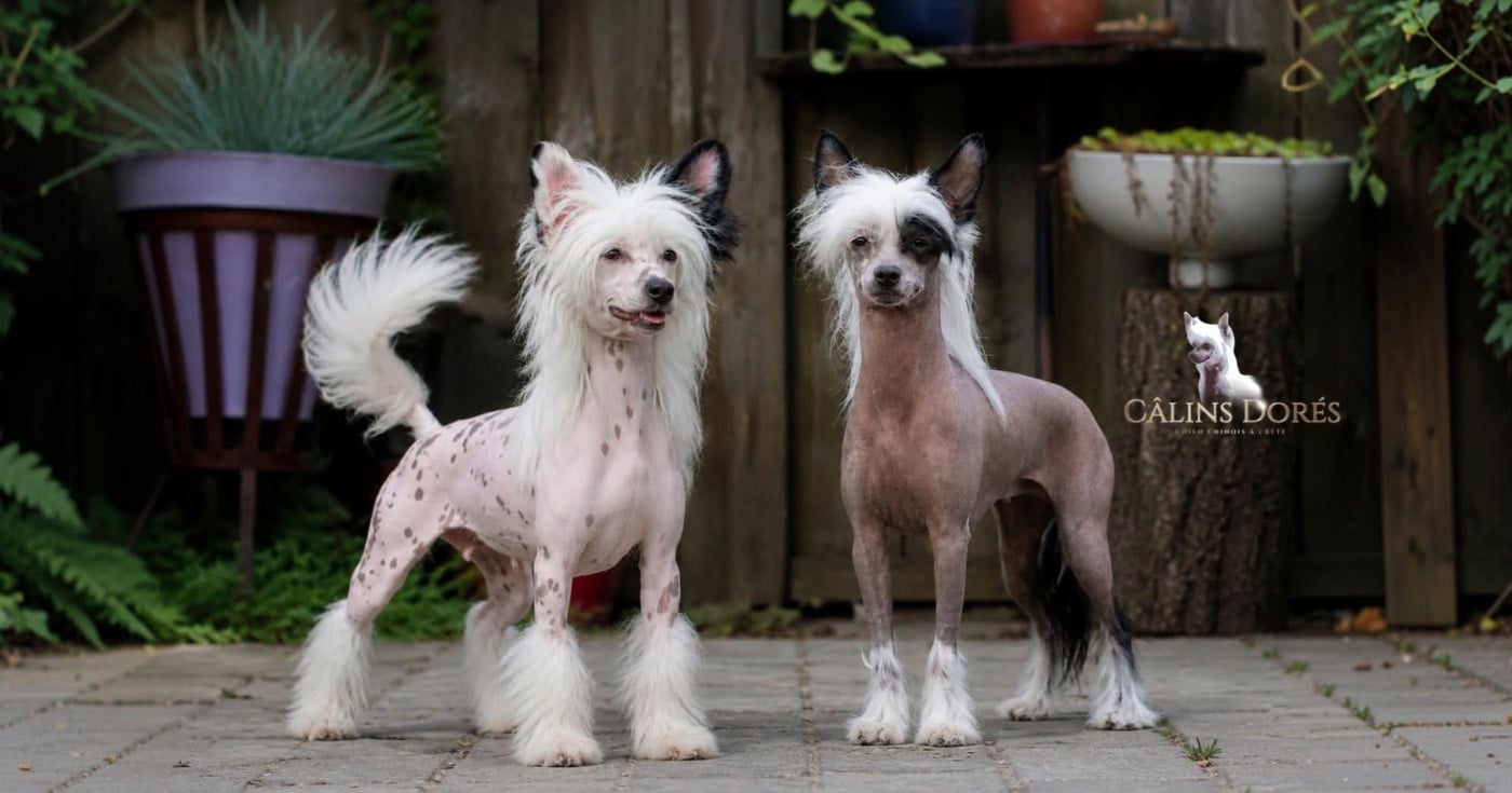 Chiot Chien chinois à crête